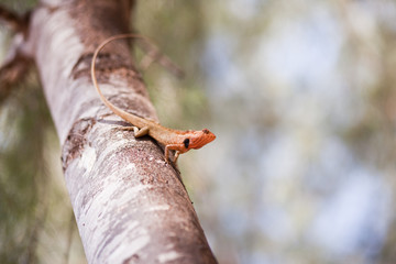 Lizard on a tree