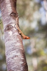 Lizard on a tree
