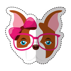 cute french bulldog female with hipster accessory vector illustration design