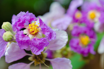 Fototapeta premium Inthanin, Lagerstroemia floribunda flower