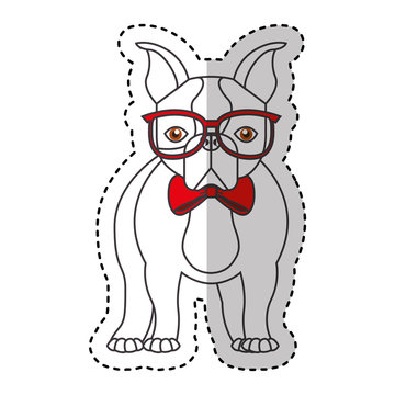cute french bulldog male with hipster accessory vector illustration design