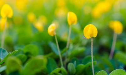 little yellow flower