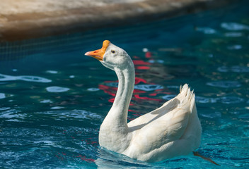 geese floating on the pond.