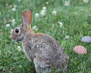 A bunny sitting in the grass with two decorated Easter eggs sitting next to him.