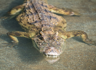 Close up of Saltwater Crocodile in water