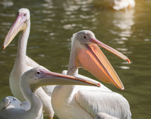 White Pelican in zoo