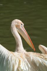 White Pelican in zoo