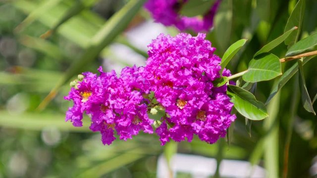 Close up purple crape myrtle flower