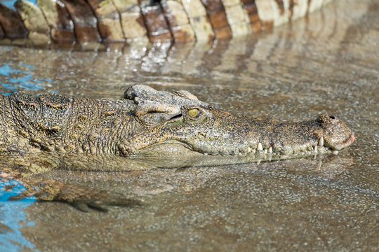 Close up of Saltwater Crocodile in water