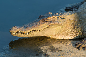 Close up of Saltwater Crocodile in water