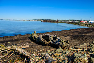 Fototapeta na wymiar Driftwood treetrunk on ocean shore