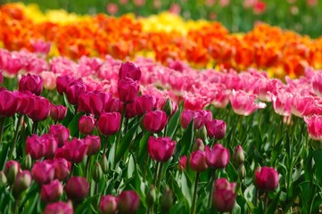 チューリップ畑