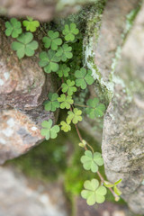 The grass small green on bolck stone.
