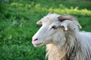   Sheep on a green field