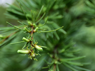 Gemme di conifera bagnate dalla rugiada