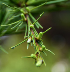 Gemme di conifera bagnate dalla rugiada