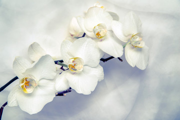 The branch of white orchids on white fabric background 