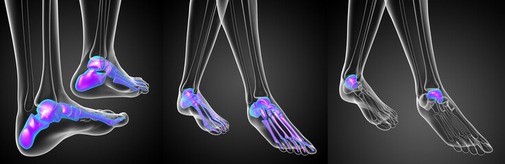 3d rendering medical illustration of the feet bone