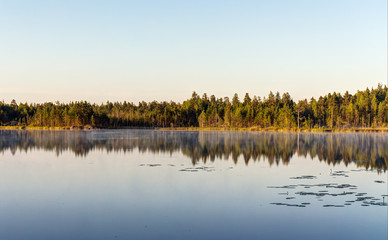 morning on a forest lake