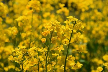 Obraz premium 菜の花