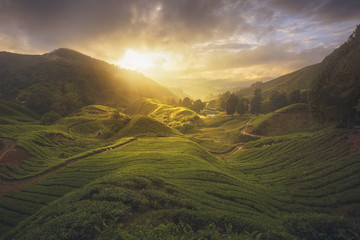 Tea plantation Cameron highlands, Malaysia with harsh light morning