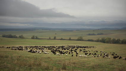 Fototapeta na wymiar Sheep herd in valley