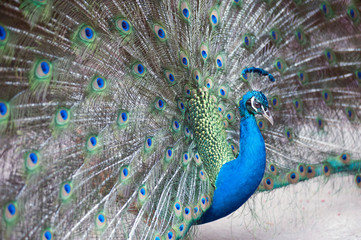 Obraz premium The Indian peafowl or blue peafowl, a large and brightly coloured bird, is a species of peafowl native to South Asia, but introduced in many other parts of the world.