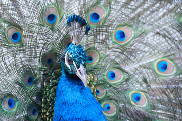 Obraz premium The Indian peafowl or blue peafowl, a large and brightly coloured bird, is a species of peafowl native to South Asia, but introduced in many other parts of the world.