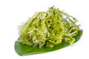 green marine algae isolated on white