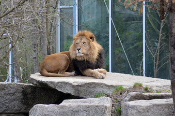 Obraz premium Lion