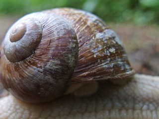 Weinbergschnecke
