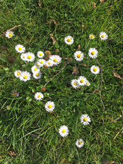 Wiese mit G&auml;nsebl&uuml;mchen