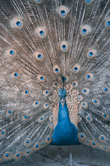 Obraz premium The Indian peafowl or blue peafowl, a large and brightly coloured bird, is a species of peafowl native to South Asia, but introduced in many other parts of the world.