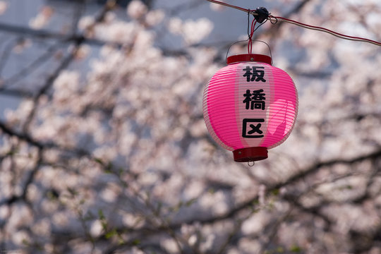 Lantern for Itabashi district among the cherry blossoms