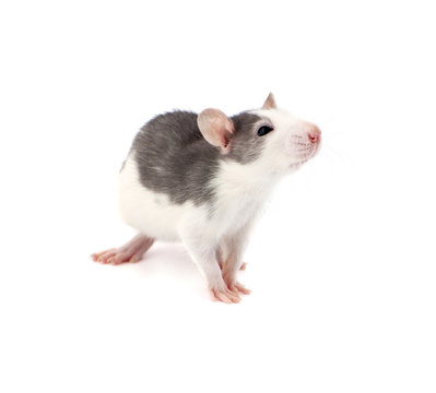 Cute little decorative rat on white background..