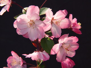 Fototapeta na wymiar 花海棠（ハナカイドウ）/桜と同じでバラ科の美しい花を咲かせる。個体差があり、花芽から沢山花がつき花弁が多い程良い。自宅栽培する自慢の花海棠。