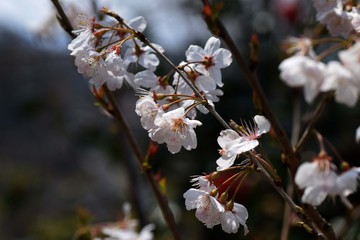 サクラ満開/神奈川県大磯町大磯運動公園