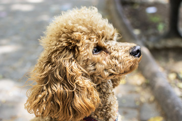 Toy poodle