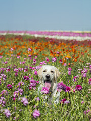 Golden retriever in field of flowers