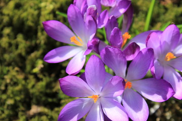 Crocus the first spring messenger / Quiet and consciousness / With the krokus starts the new year in the summer