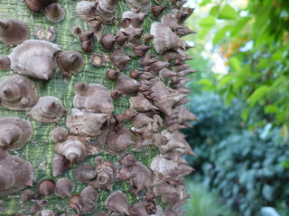 thorn, christian, christ, vicious, thorns, pointed, nature, sharp, crucifixion, suffer, symbol, religious, prickle, pricker, prick, poison, hurt, no, ouch, flower thorns, flower, green, stem, sting