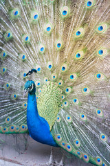 Naklejka premium The Indian peafowl or blue peafowl, a large and brightly coloured bird, is a species of peafowl native to South Asia, but introduced in many other parts of the world.