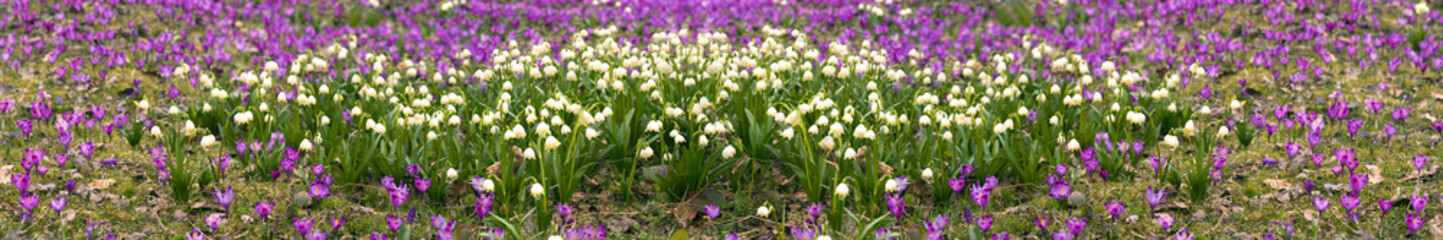 Crocuses primroses in Kolochava