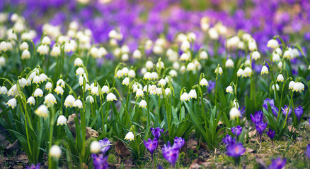 Crocuses primroses in Kolochava