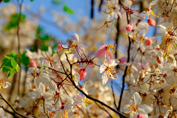 pink flower blossom Cassia bakeriana