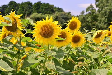 Fototapeta premium 国東町のひまわり