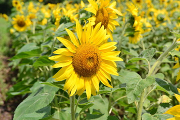 国東町のひまわり