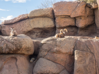 Desert bighorn sheep