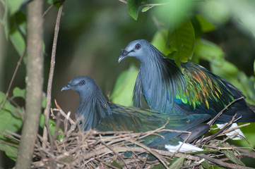 Colorful Nicobar Pigeon strolling down the pavement, side view seen from above, facing right, Thailand.