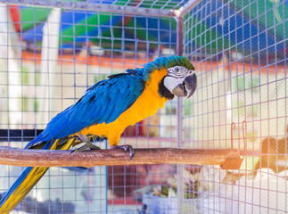 Close up blue and yellow macaw or blue and gold macaw bird standing perch on the branch in cage.